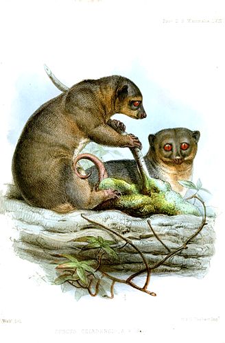 Sulawesi dwarf cuscus